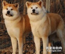 怎樣挑選健康的秋田犬？