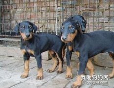 選購杜賓犬的十大要點