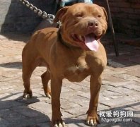 喂養比特犬應該注意什么？