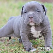 喂養比特幼犬的方法