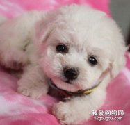 幼犬的飲食健康