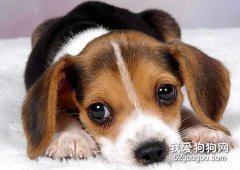 狗狗生病時的六個警報