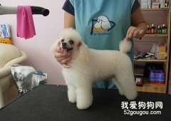 狗狗美容知識寶典
