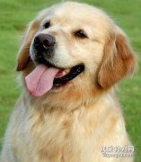 金毛犬美容注意事項