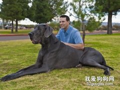 大丹犬性格特點