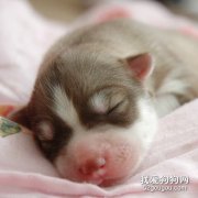 剛出生的小狗怎么養護？