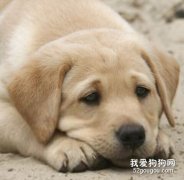 狗狗得了肺炎怎么辦？