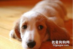 狗狗常見耳道疾病
