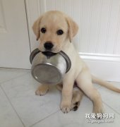 金毛犬不同階段的喂養方式