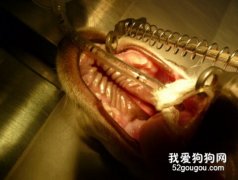 狗狗齒根瘺病的治療