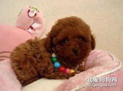 泰迪在生病的時候飲食注意事項