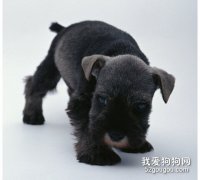 狗狗在什么情況下不能洗澡？
