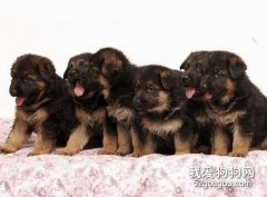 狗狗斷奶后怎么養護？