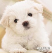 狗狗健康出現問題的四個征兆
