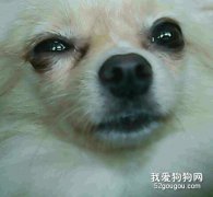 狗狗得了角膜炎怎么辦？