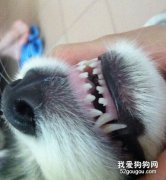 狗狗常見的牙齒疾病