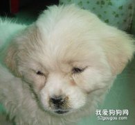 狗狗感冒的辨別