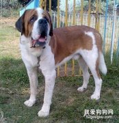 圣伯納犬的正確飼養方法