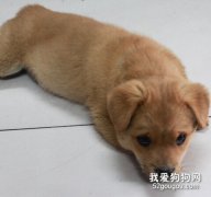 狗狗嘔吐的癥狀和自我診斷