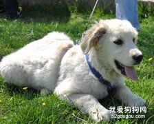 狗狗幾種常見皮膚病的治療