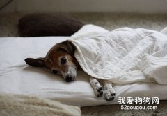 狗狗吃止痛藥的注意事項