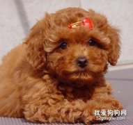 喂養泰迪幼犬的飲食禁忌
