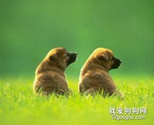 母狗發情時候的特點