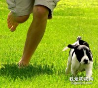 平時應該怎么鍛煉狗狗？