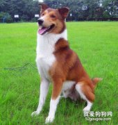 怎么選擇聰明的狗狗？