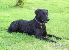 卷毛尋回獵犬毛質變好需要哪些營養
