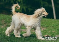阿富汗獵犬養之前要準備什么