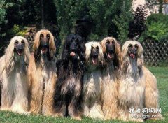 如何挑選容易訓練的阿富汗獵犬?