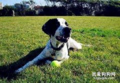 英國指示犬交配時要注意些什么?