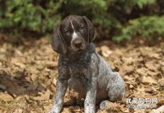 法國指示犬的特征