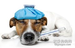 測量狗狗體溫和脈搏的方法