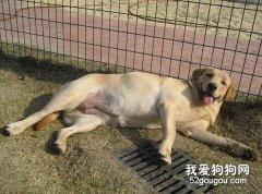 如何照顧懷孕期的狗狗？
