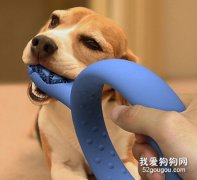 怎么愛護狗狗的牙齒健康？