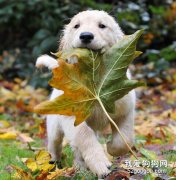 怎么訓練狗狗叼東西？