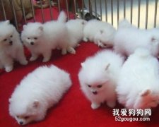 如何挑選一只優秀的博美犬？