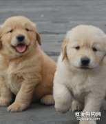 狗狗在換牙期的養護