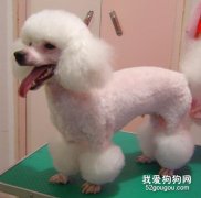 怎么給狗狗的頭部美容？