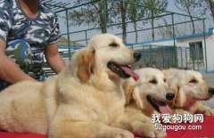 剛到家里的幼犬怎么訓練？