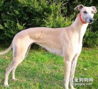 怎么治療狗狗關節病？