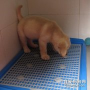 怎么讓狗狗養成上廁所的習慣？