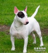 牛頭梗不適合有小孩的家庭養