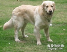 金毛犬疾病的觀察判斷方法