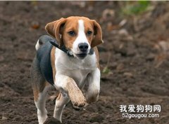 訓練比格犬的注意事項