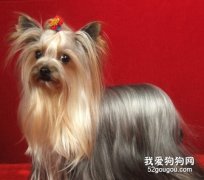 怎么護理約克夏的毛發？