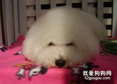 比熊犬感冒了怎么辦？