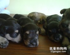 雪納瑞幼犬喂養注意事項